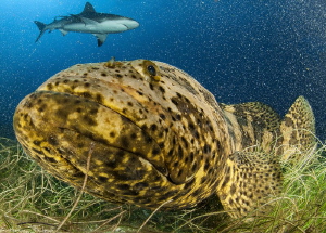 Epinephelus itajara by Mathieu Foulquié 